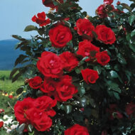 Trandafir RED FLAME® - imagine 2