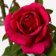 Trandafir RED FLAME®