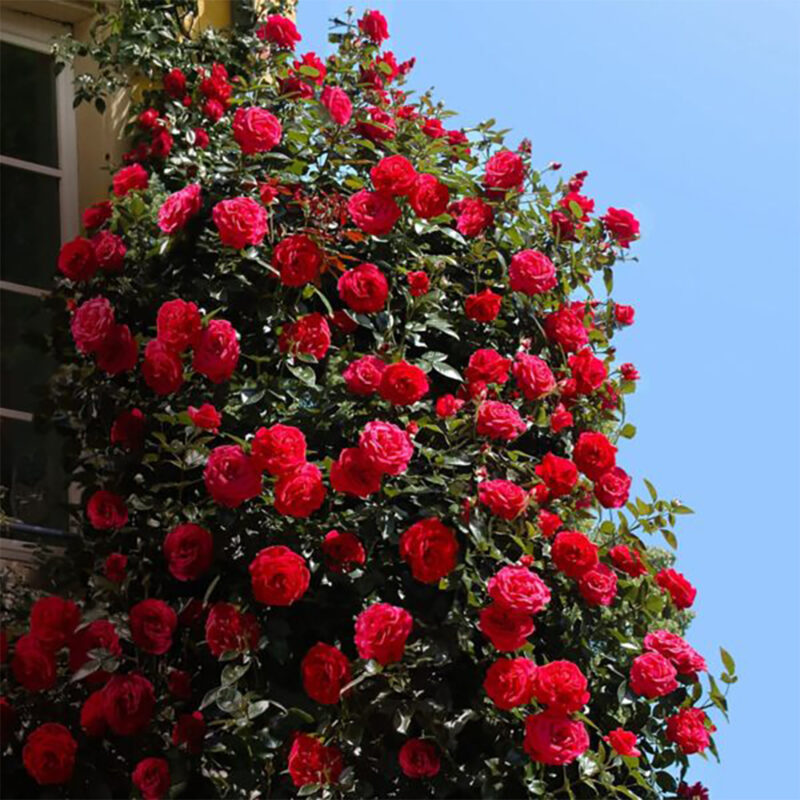 Trandafir RED FLAME® - imagine 3