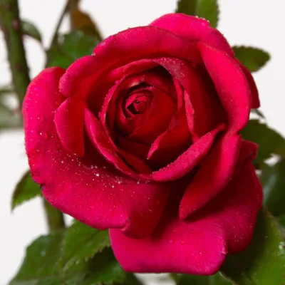 Trandafir RED FLAME®
