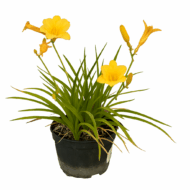 Hemerocallis Stella d'Oro