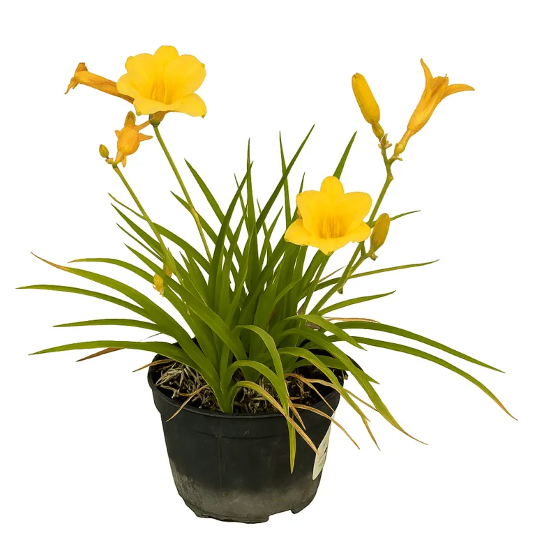 Hemerocallis Stella d'Oro - imagine 1