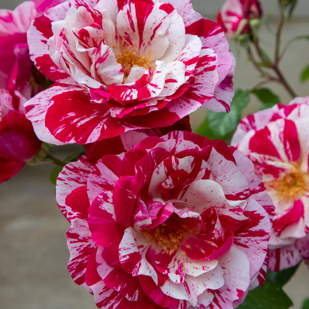 Trandafir RINASCIMENTO® - imagine 1