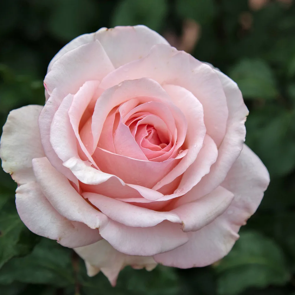 Trandafir ROBERTO CAPUCCI ® - imagine 1