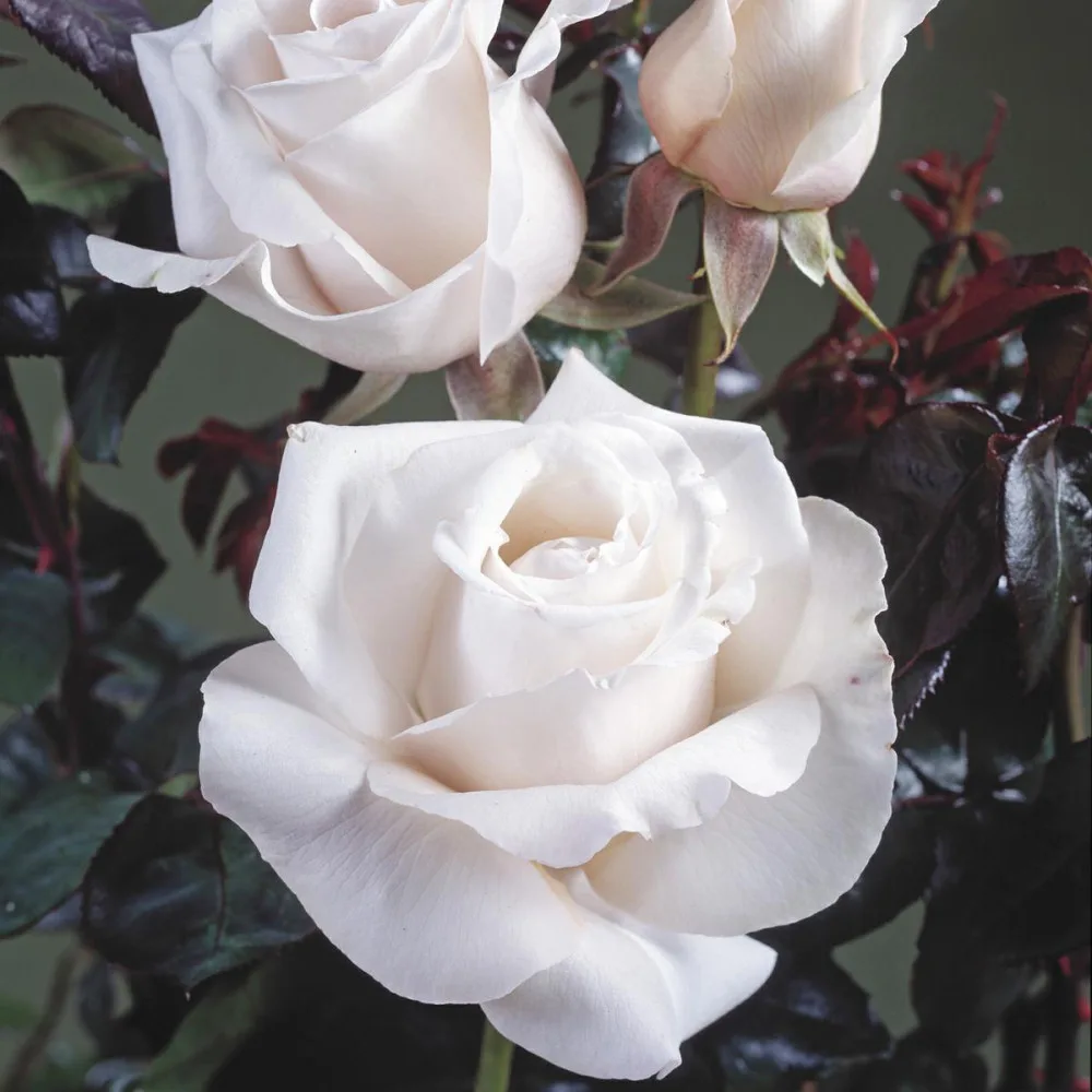 Trandafir ROYAL COPENHAGEN® - imagine 1