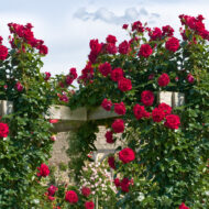 Trandafir RED FLAME® - imagine 4