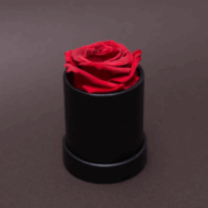 Trandafir criogenat in cutie rotunda