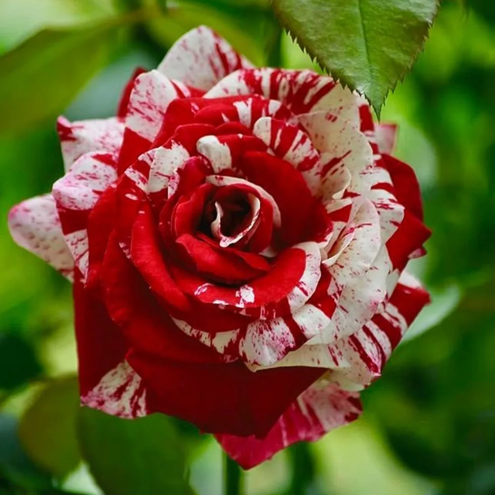 Trandafir SCENTIMENTAL® - imagine 1