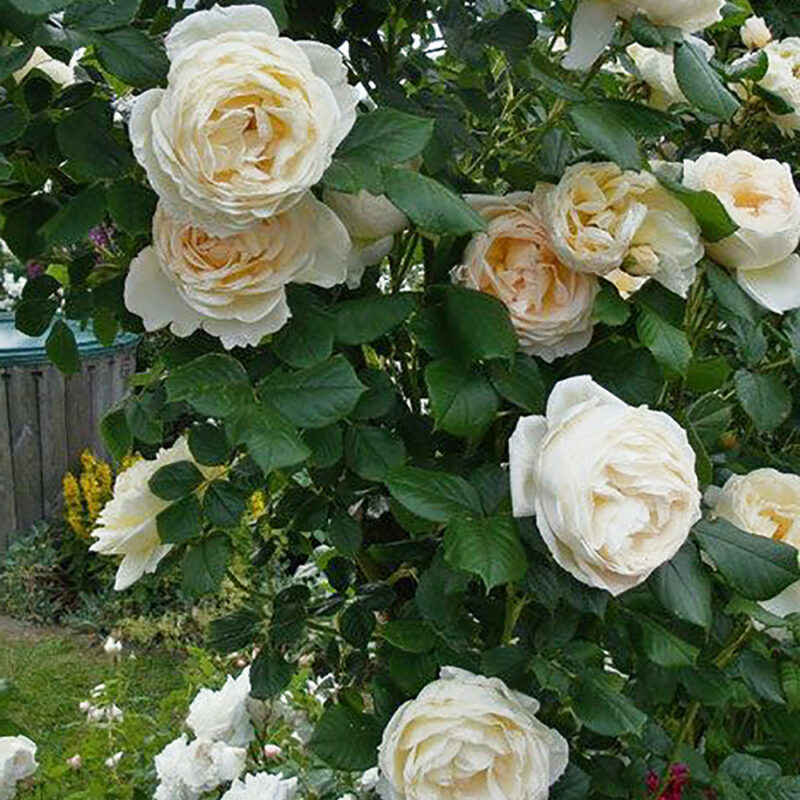 Trandafir UETERSENER KLOSTERROSE® - imagine 4