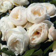 Trandafir UETERSENER KLOSTERROSE® - imagine 3