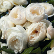 Trandafir UETERSENER KLOSTERROSE® - imagine 3