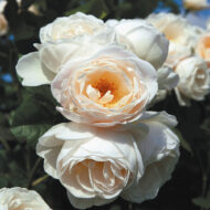 Trandafir UETERSENER KLOSTERROSE® - imagine 2