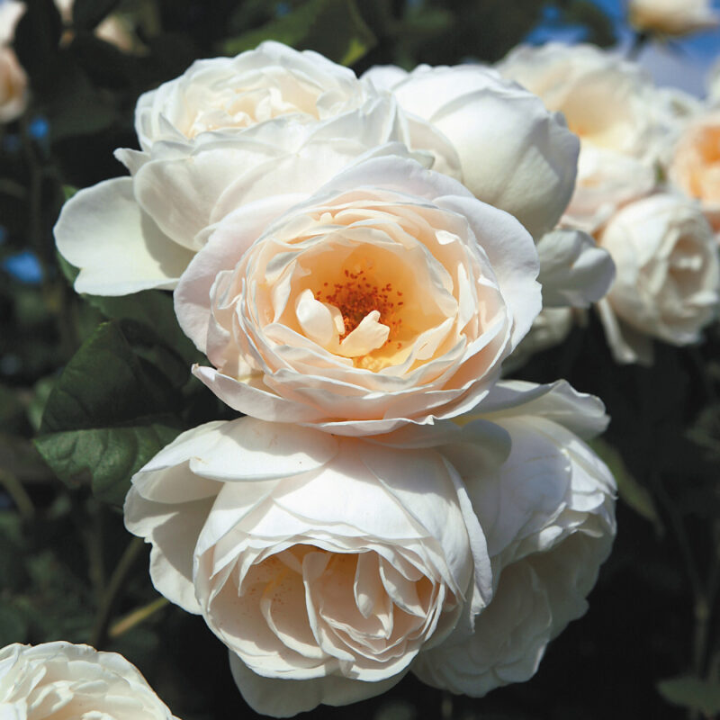 Trandafir UETERSENER KLOSTERROSE® - imagine 2