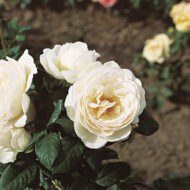 Trandafir UETERSENER KLOSTERROSE®