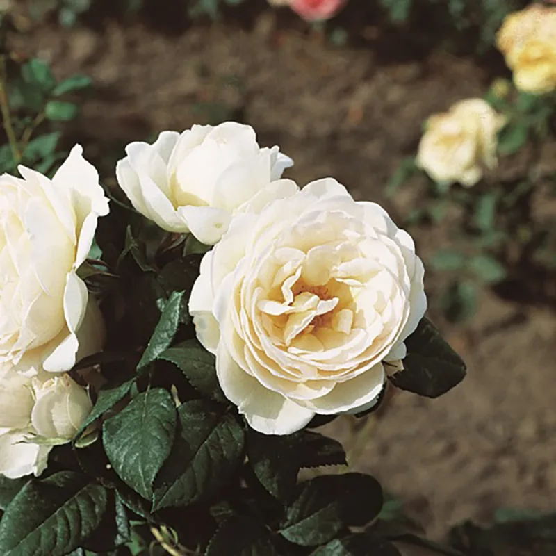Trandafir UETERSENER KLOSTERROSE® - imagine 1