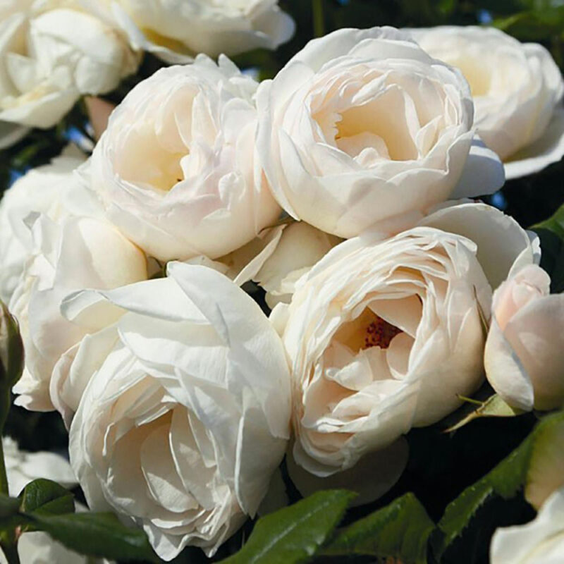 Trandafir UETERSENER KLOSTERROSE® - imagine 3