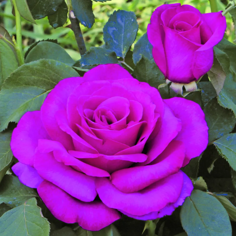 Trandafir WANDA FERRAGAMO® - imagine 1