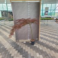 Acer Palmatum Dissetum Garnet - imagine 3