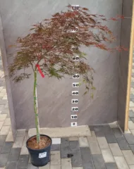 Acer Palmatum "Dissectum Stella Rossa" - imagine 2