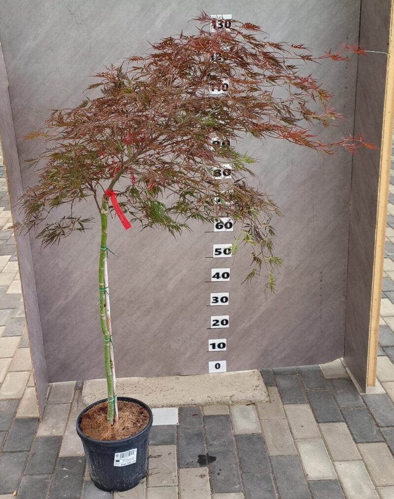 Acer Palmatum "Dissectum Stella Rossa" - imagine 2
