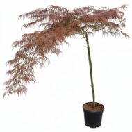 Acer Palmatum Dissetum Garnet