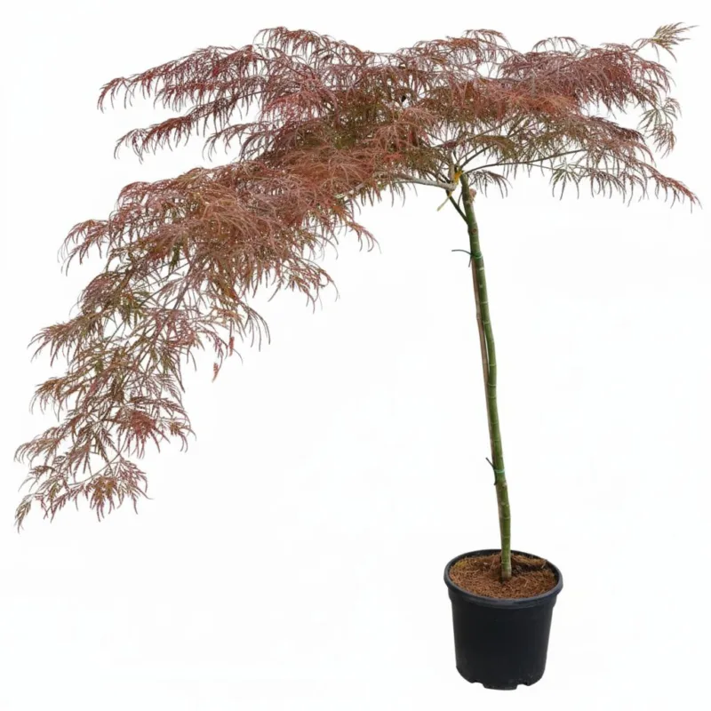 Acer Palmatum Dissetum Garnet - imagine 1