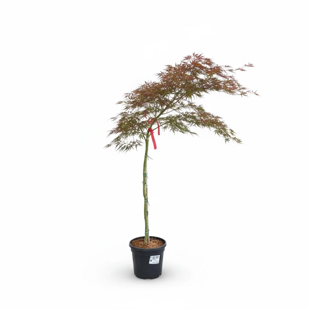 2494b70c-1b83-4627-a29b-429da1959072 Acer Palmatum "Dissectum Stella Rossa" - imagine 1