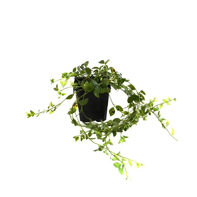 Vinca Minor - imagine 1