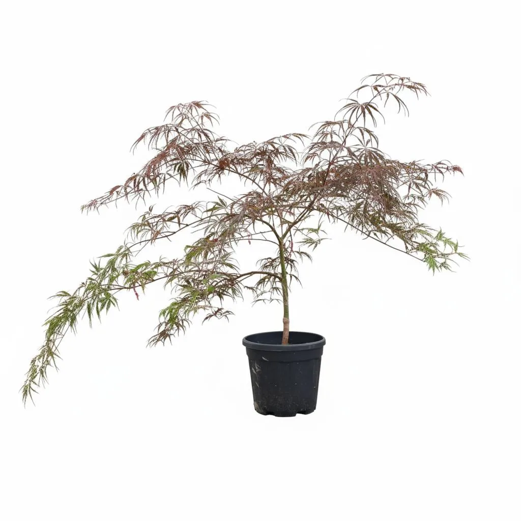 85c384d6-4d8c-4a54-b6c6-5ed4a389fa6d Acer Palmatum Inaba Shidare - imagine 1