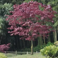 Acer Palmatum Fire Glow - imagine 3