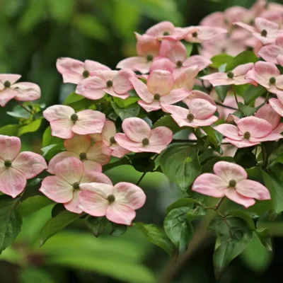 Cornus kousa "Satomi"