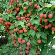 Cornus kousa "Satomi" - imagine 2
