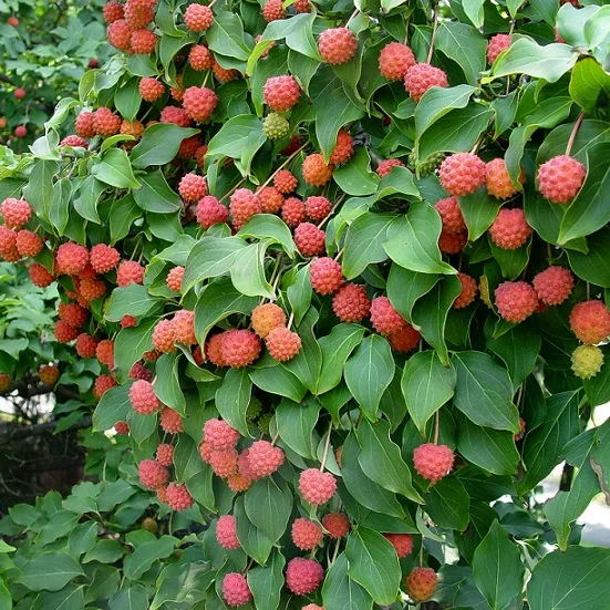 Cornus kousa "Satomi" - imagine 2