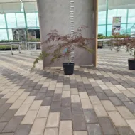 Acer Palmatum Inaba Shidare - imagine 2