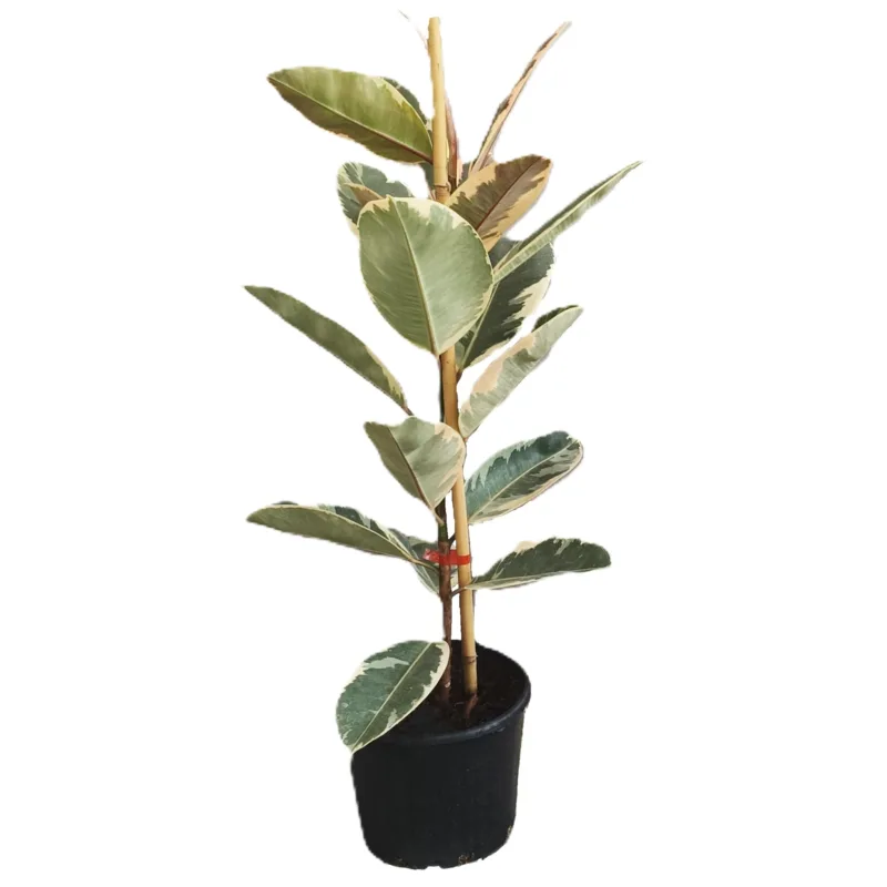 Ficus Elastica Tineke - imagine 1