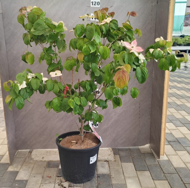 Cornus kousa "Satomi" - imagine 3