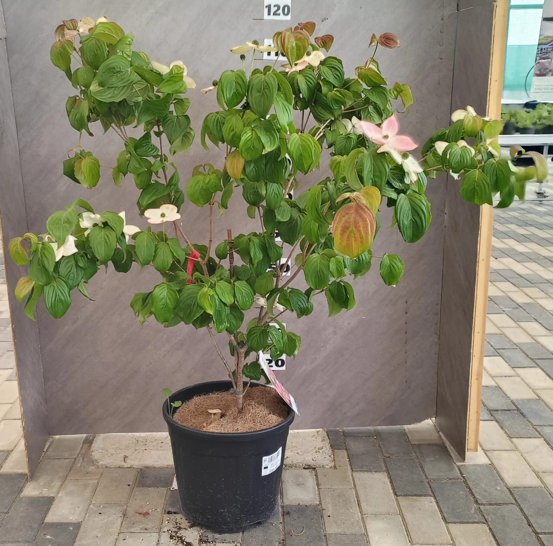 Cornus kousa "Satomi" - imagine 3