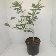 Magnolia stellata bianca - imagine 2