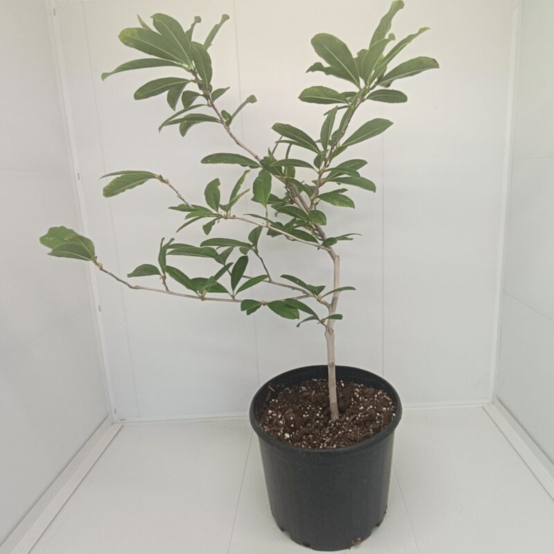 Magnolia stellata bianca - imagine 2