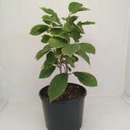 Magnolia Alba Superba - imagine 2