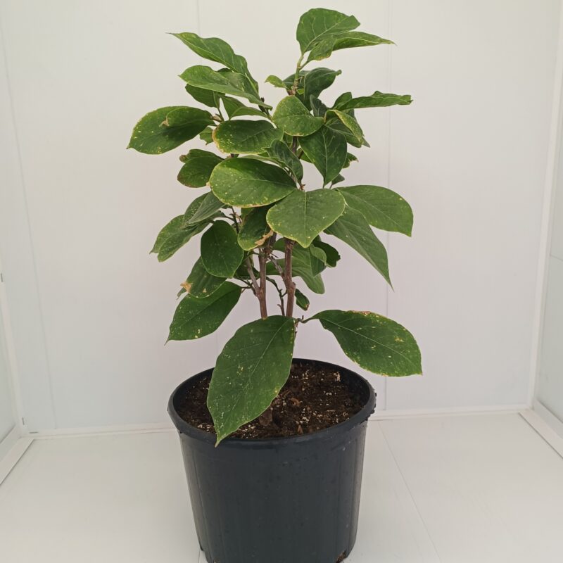 Magnolia Alba Superba - imagine 2