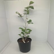 Magnolia 'Betty' - imagine 2
