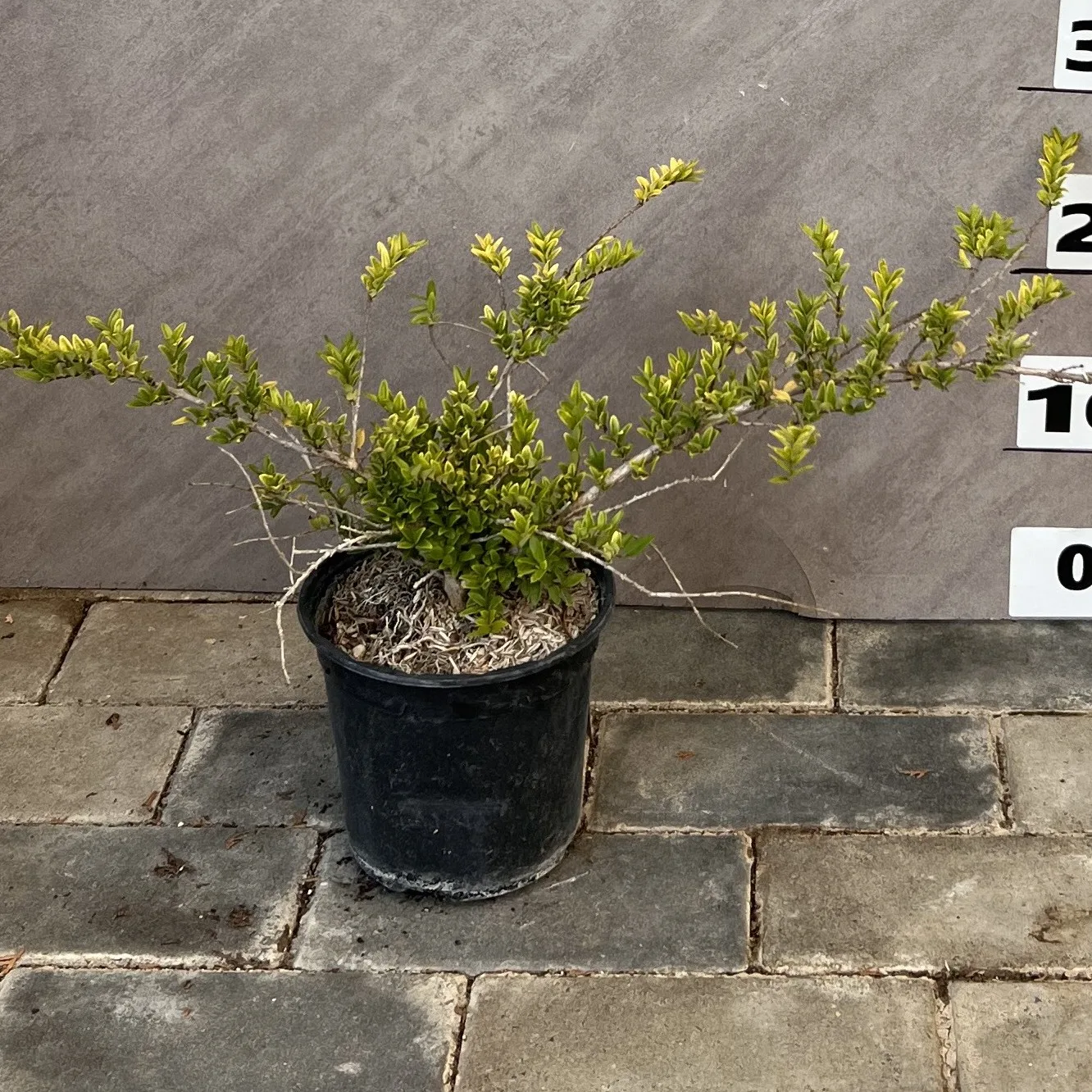 Lonicera nitida 'Maigrün' - imagine 1