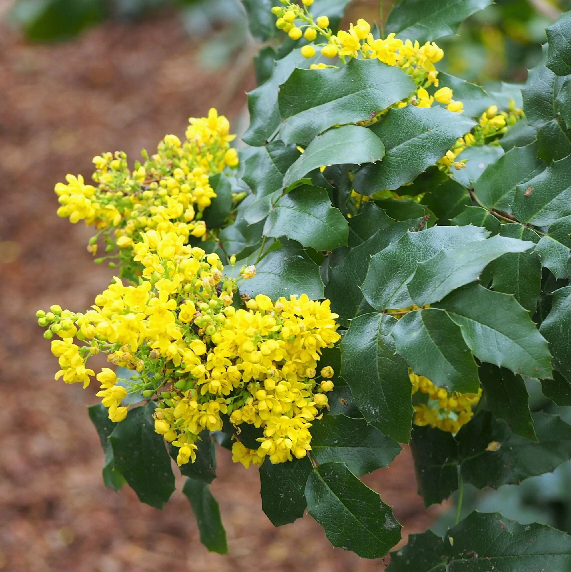 Mahonia aquifolium - imagine 1
