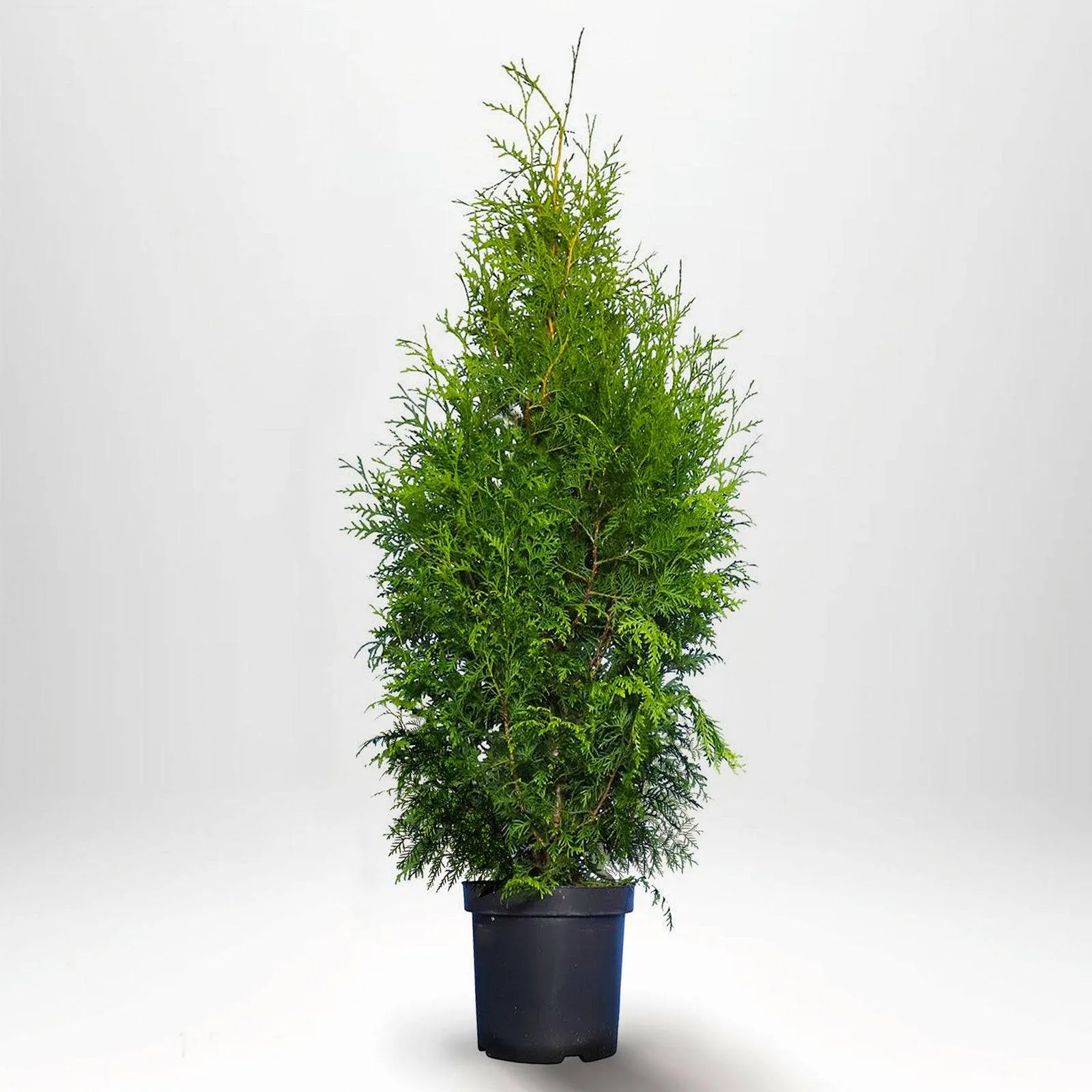 Thuja 'Brabant' - imagine 1