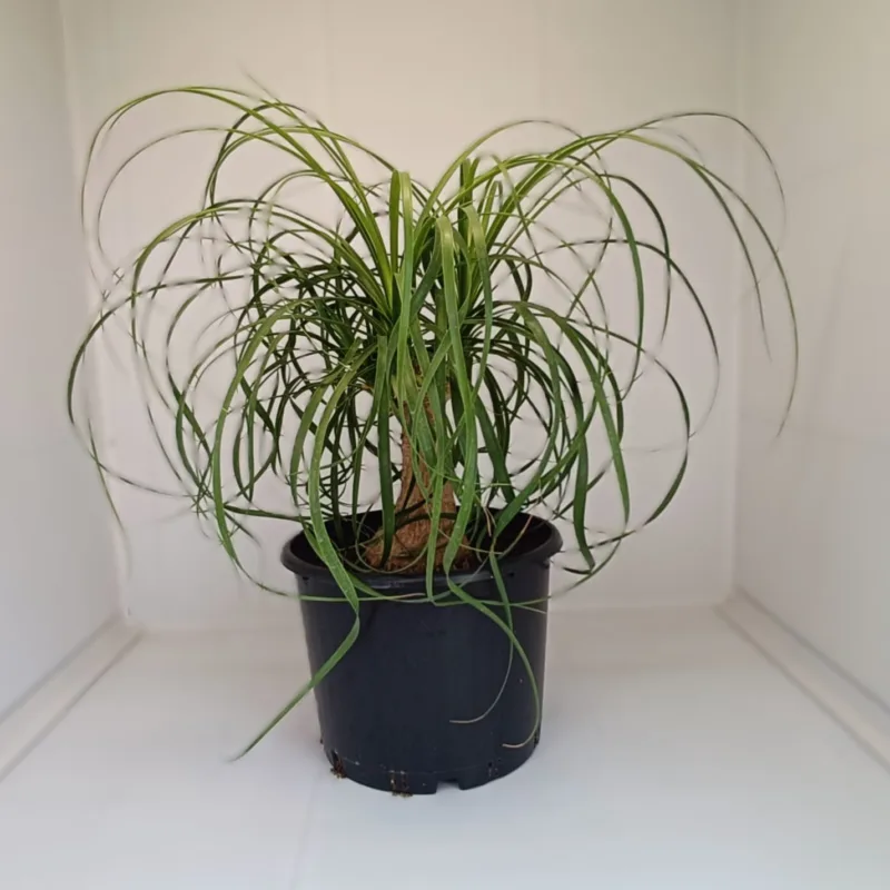 Beaucarnea recurvata - imagine 1