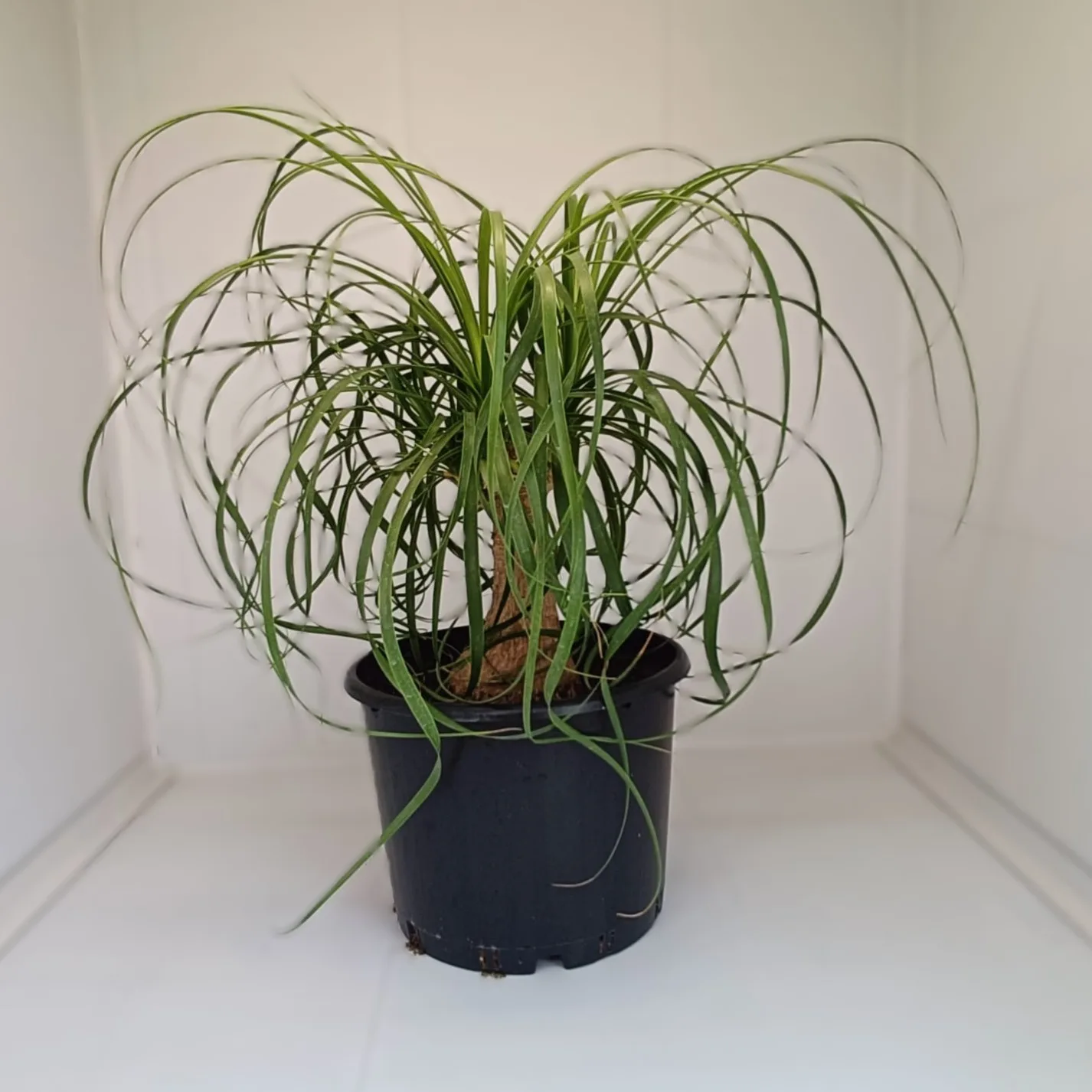 WhatsApp Image 2025-09-29 at 14.53.55_242c0fea Beaucarnea recurvata - imagine 1