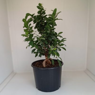 Ficus Ginseng (Bonsai)