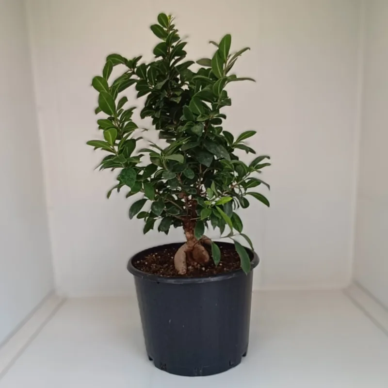 Ficus Ginseng (Bonsai) - imagine 1