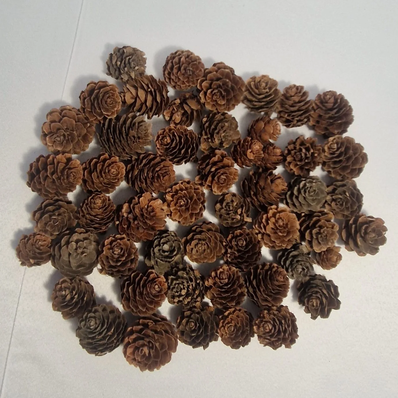 Conuri de brad decorative (14 x 14 x 8 cm) - imagine 1